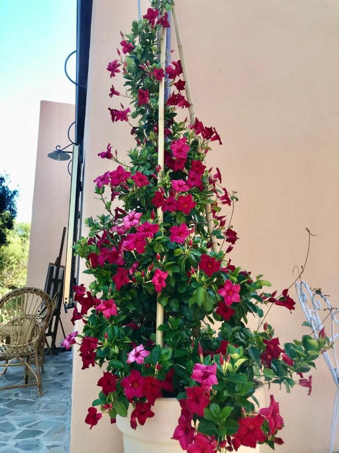 Le 25 Tartarughe Bed & Breakfast Санта Тереза Галура Екстериор снимка